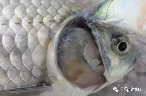 1765176497985011.jpg 1.jpg