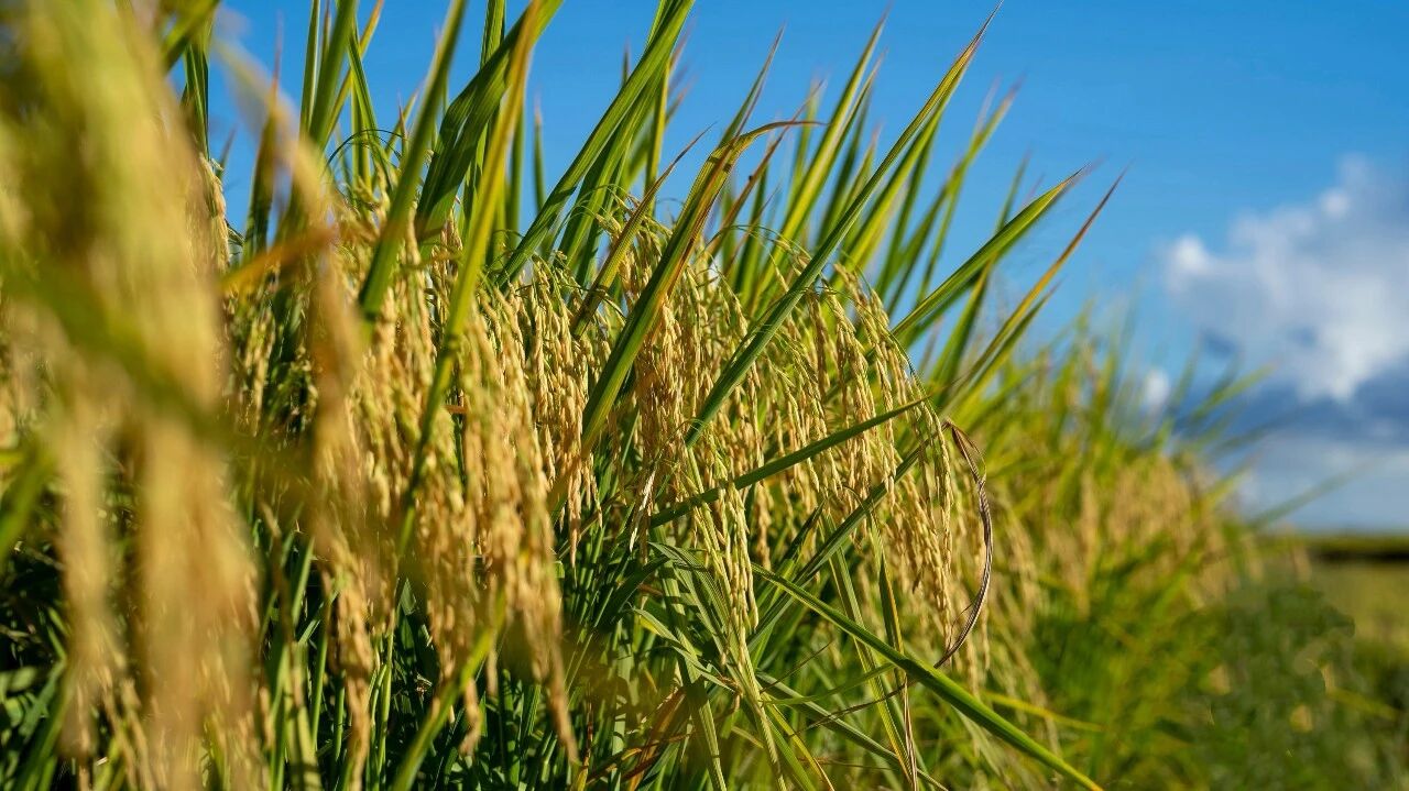 1765419762192436.jpg 1.jpg