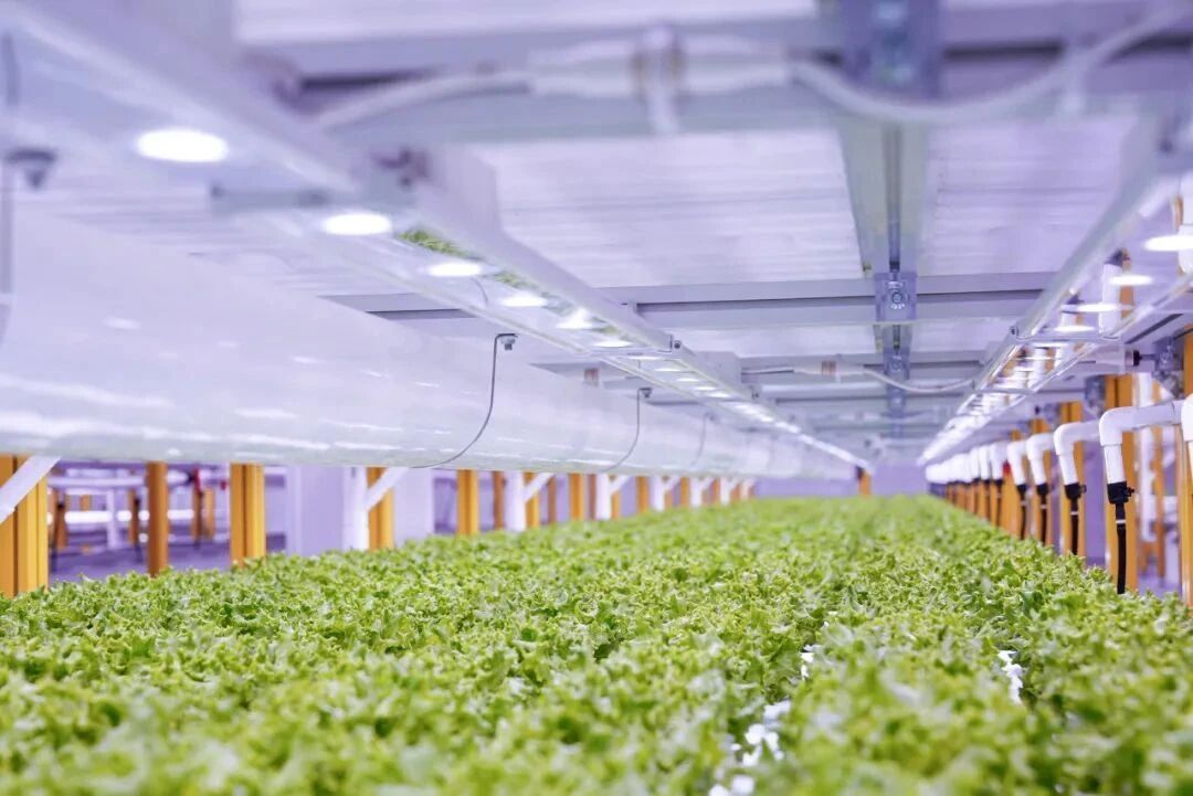 1765419919381929.jpg 2.jpg