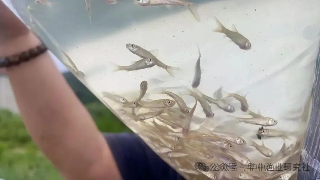 1765421367944682.jpg 1.jpg