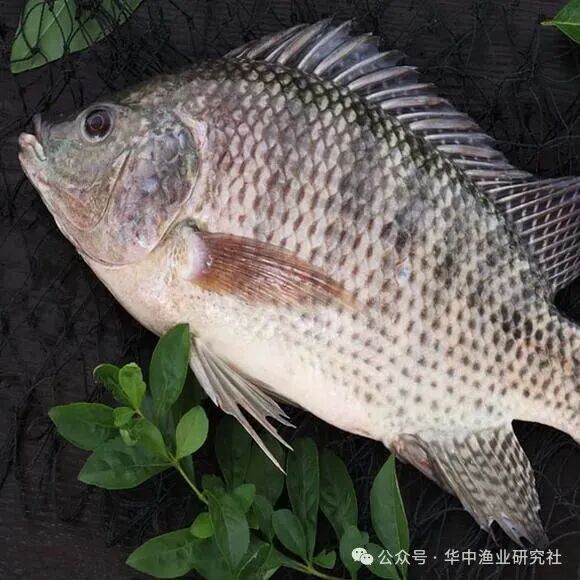 1765769045398335.jpg 1.jpg