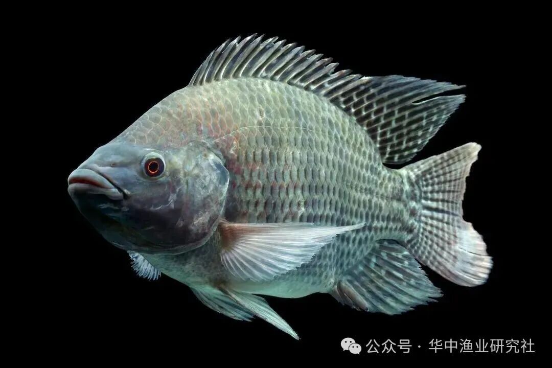 1765769061203832.jpg 2.jpg