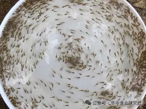 1765769098585161.jpg 3.jpg