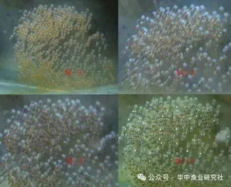 1765769115246000.jpg 4.jpg