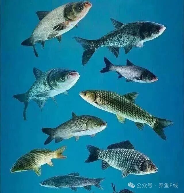 1765850963437601.jpg 1.jpg