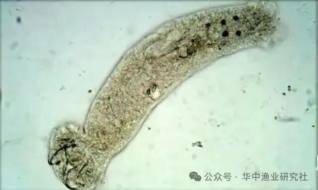 1765852682951412.jpg 2.jpg