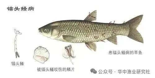 1765852729160521.jpg 3.jpg