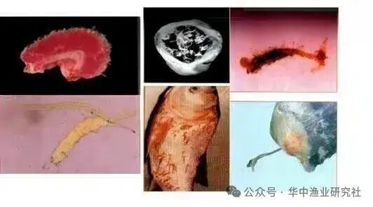 1765852764257045.jpg 4.jpg