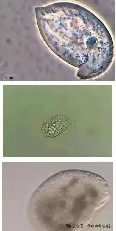 1765852785731810.jpg 5.jpg