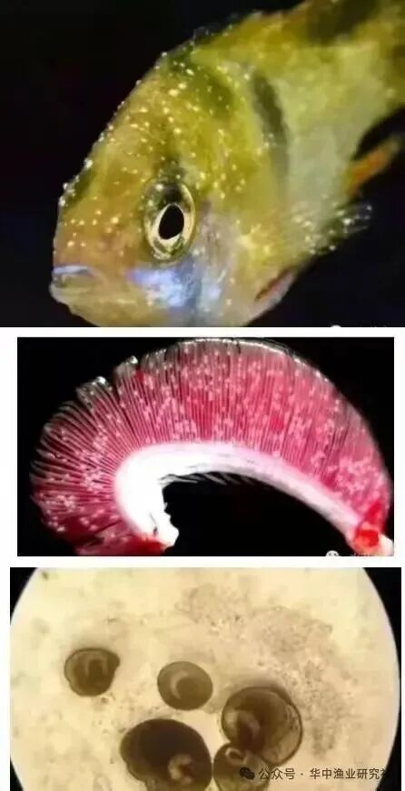 1765852814276381.jpg 7.jpg