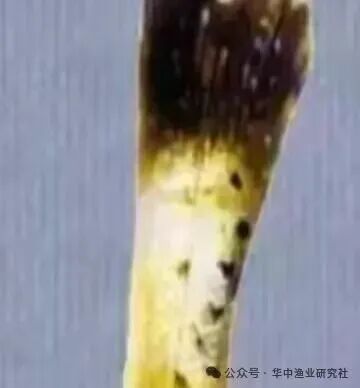 1765852985494733.jpg 8.jpg