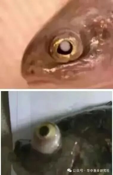 1765853021655877.jpg 10.jpg