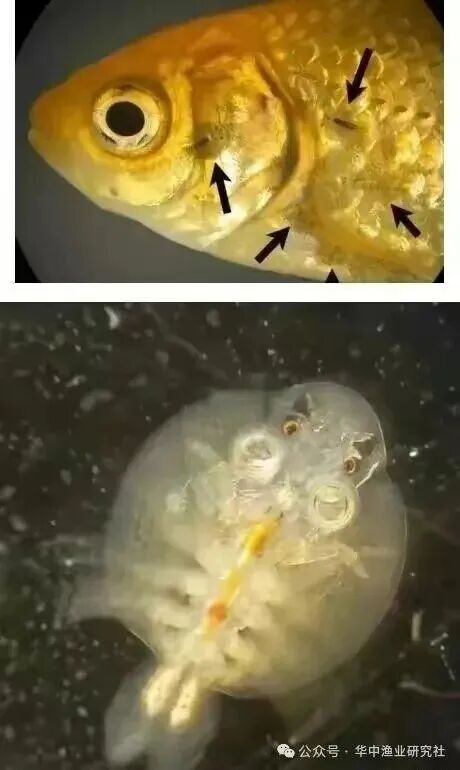 1765853034180987.jpg 11.jpg