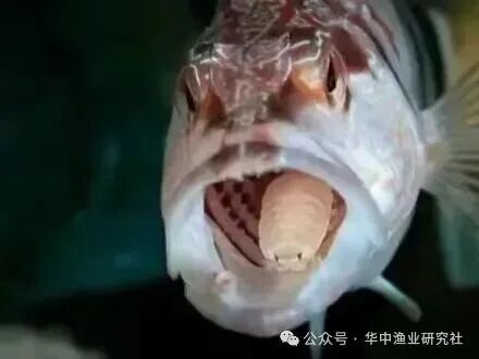 1765853056953409.jpg 12.jpg