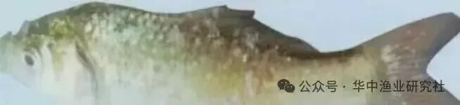 1765853100328527.jpg 14.jpg