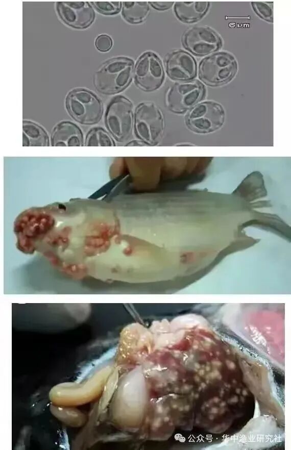 1765853118803813.jpg 15.jpg