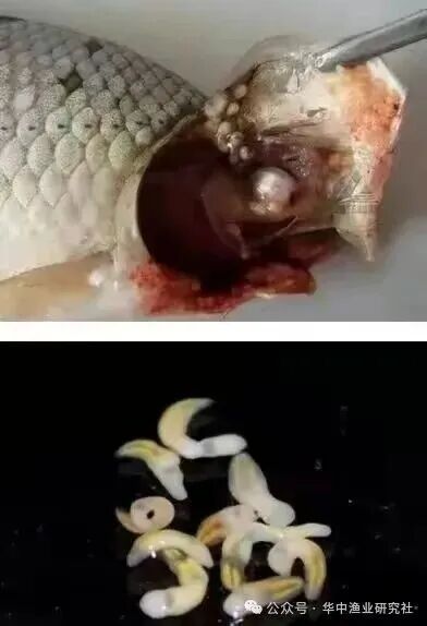 1765853153240860.jpg 16.jpg