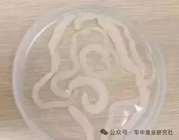 1765853183994592.jpg 18.jpg