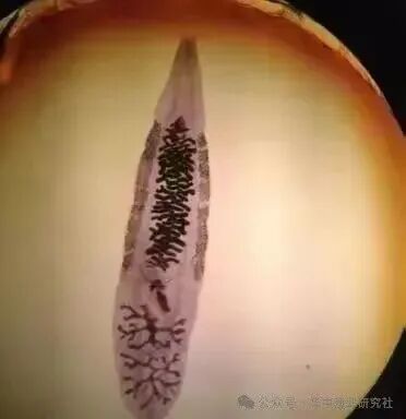 1765853202309121.jpg 19.jpg