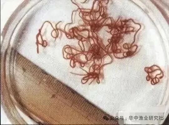 1765853258672866.jpg 21.jpg