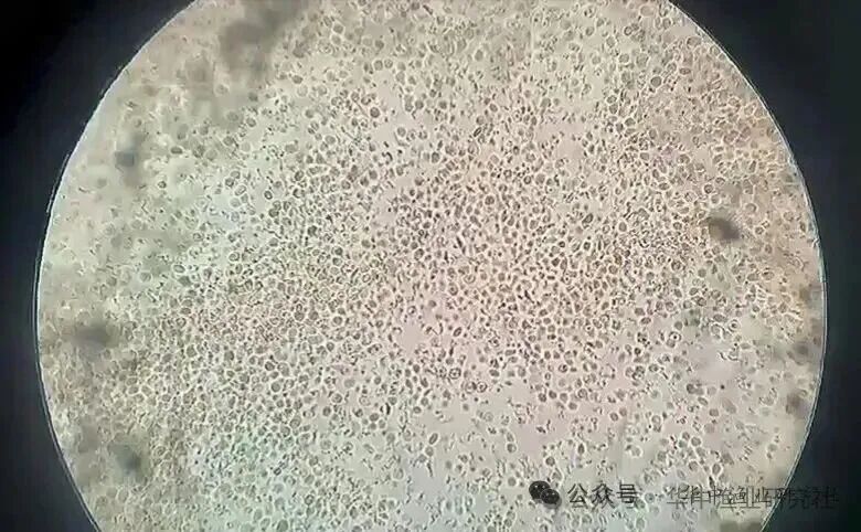 1765853304528574.jpg 23.jpg