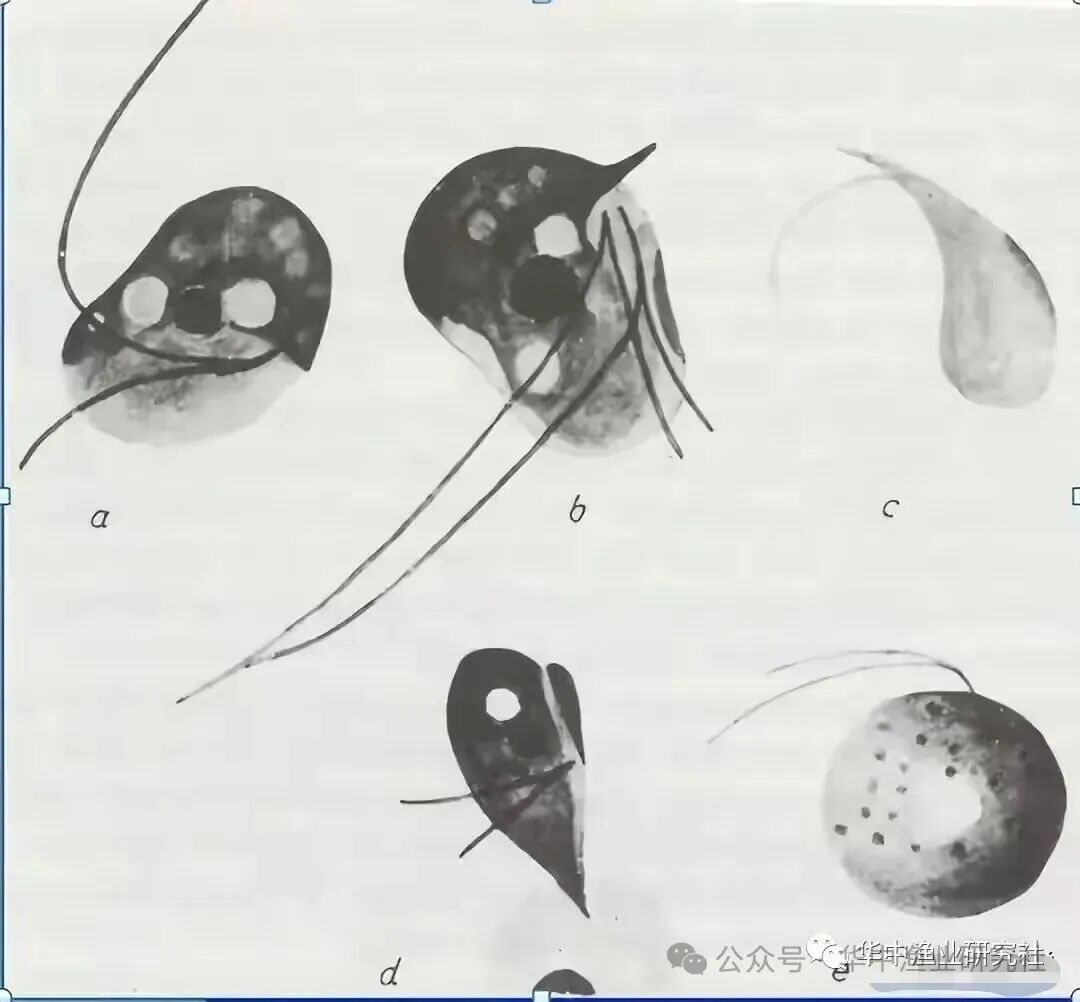 1765853339816382.jpg 24.jpg