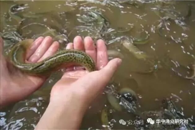 1766976054669687.jpg 2.jpg