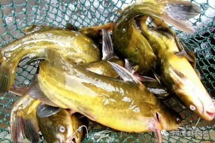 1766976066481914.jpg 3.jpg