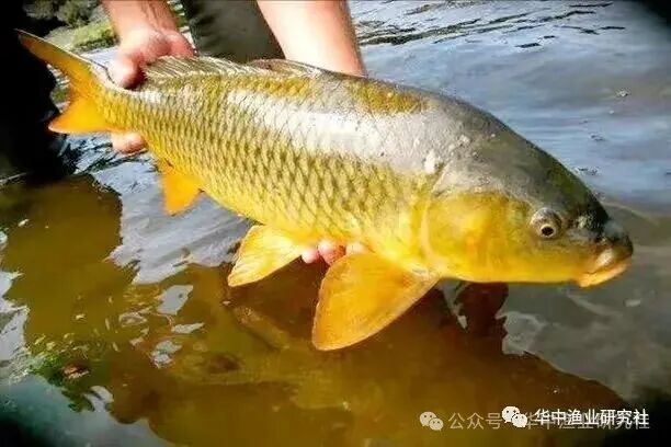 1766976086451003.jpg 5.jpg