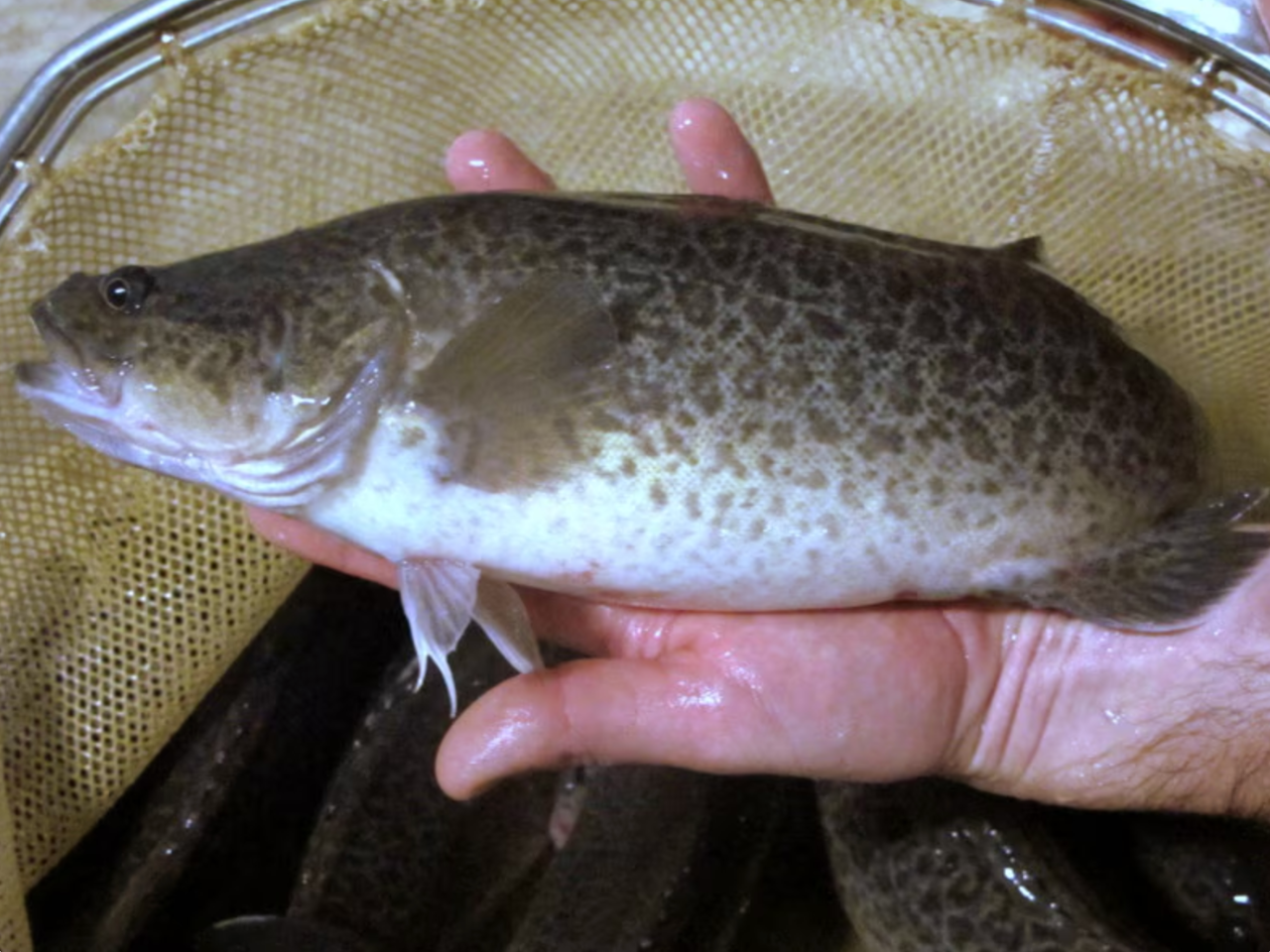 1767062485621563.png 4.png