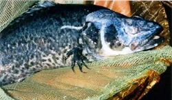 1767062661877255.jpg 9.jpg