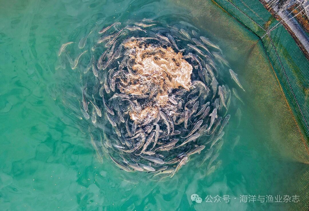 1767150448736053.jpg 64f1bd09c7bb4b58c595462f137d9e08.jpg