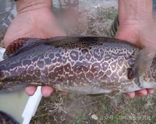 1767495441849594.jpg 0a26de467d390be0b1f34a540aa68f7f.jpg