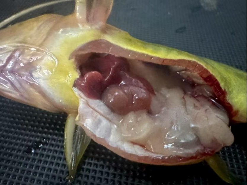 1767582741217022.png 2.png