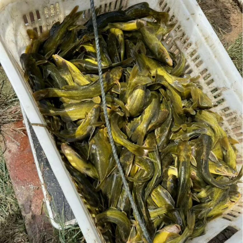 1767582845659961.png 6.png