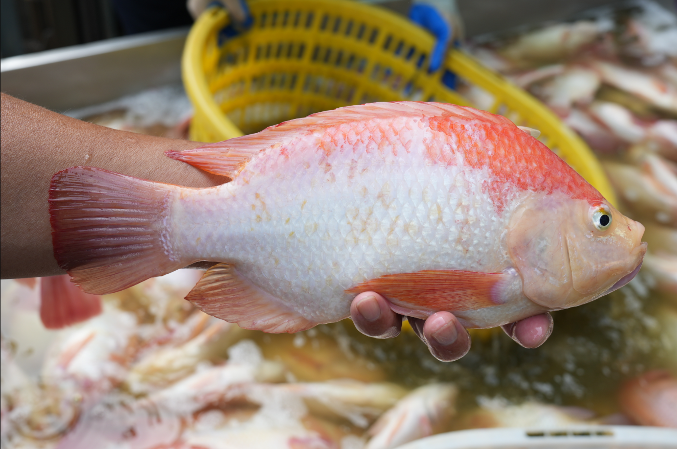 1767583987145475.png 1.png