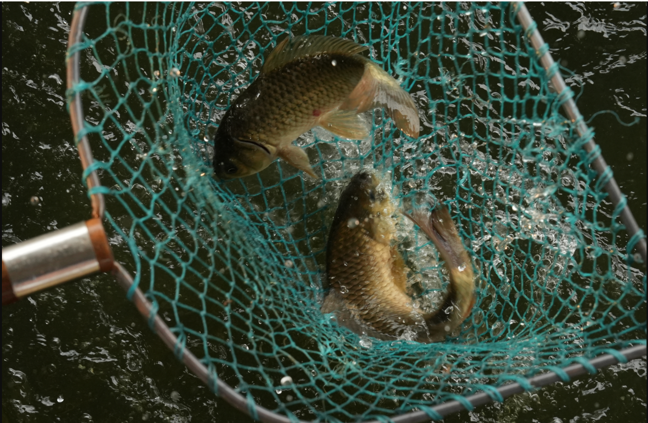 1767584001641122.png 2.png