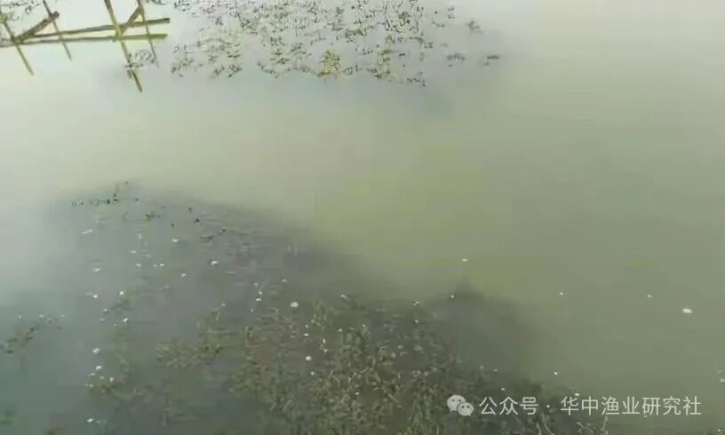 1767838646299092.jpg 1.jpg