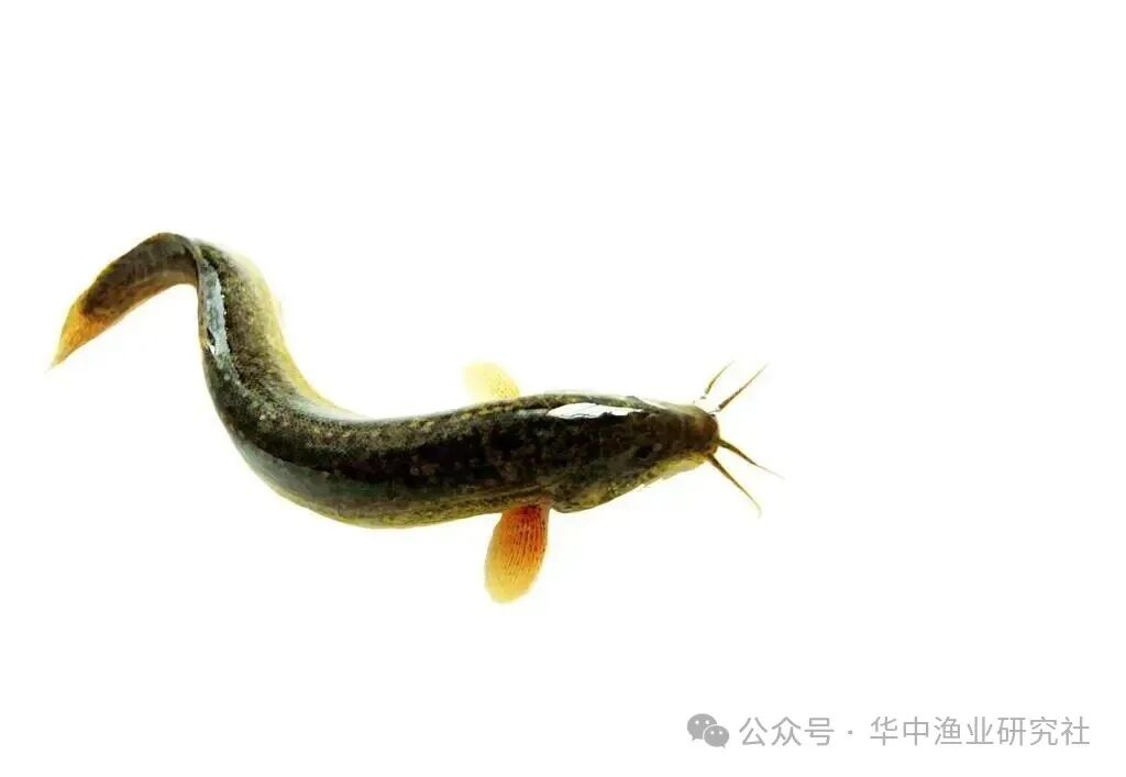 1767929822409442.jpg 1.jpg