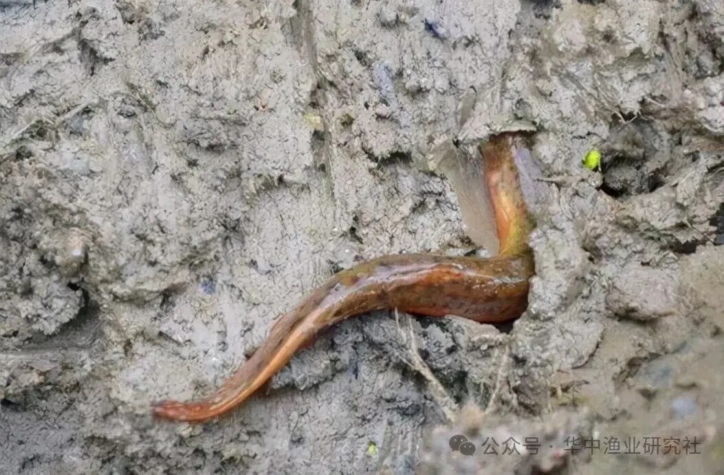 1767929957302770.jpg 3.jpg