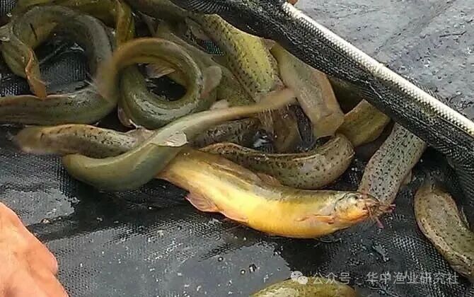 1767930000936881.jpg 4.jpg