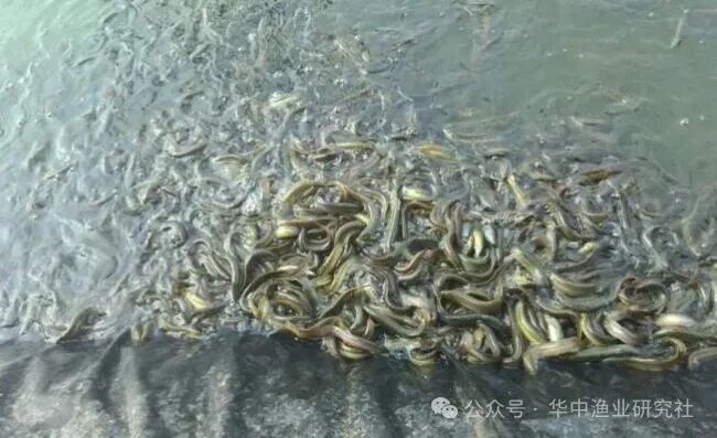 1767930030738992.jpg 5.jpg