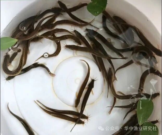 1767930113370650.jpg 6.jpg