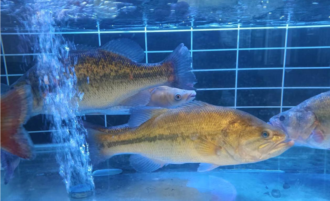 1767939782773453.png 3.png