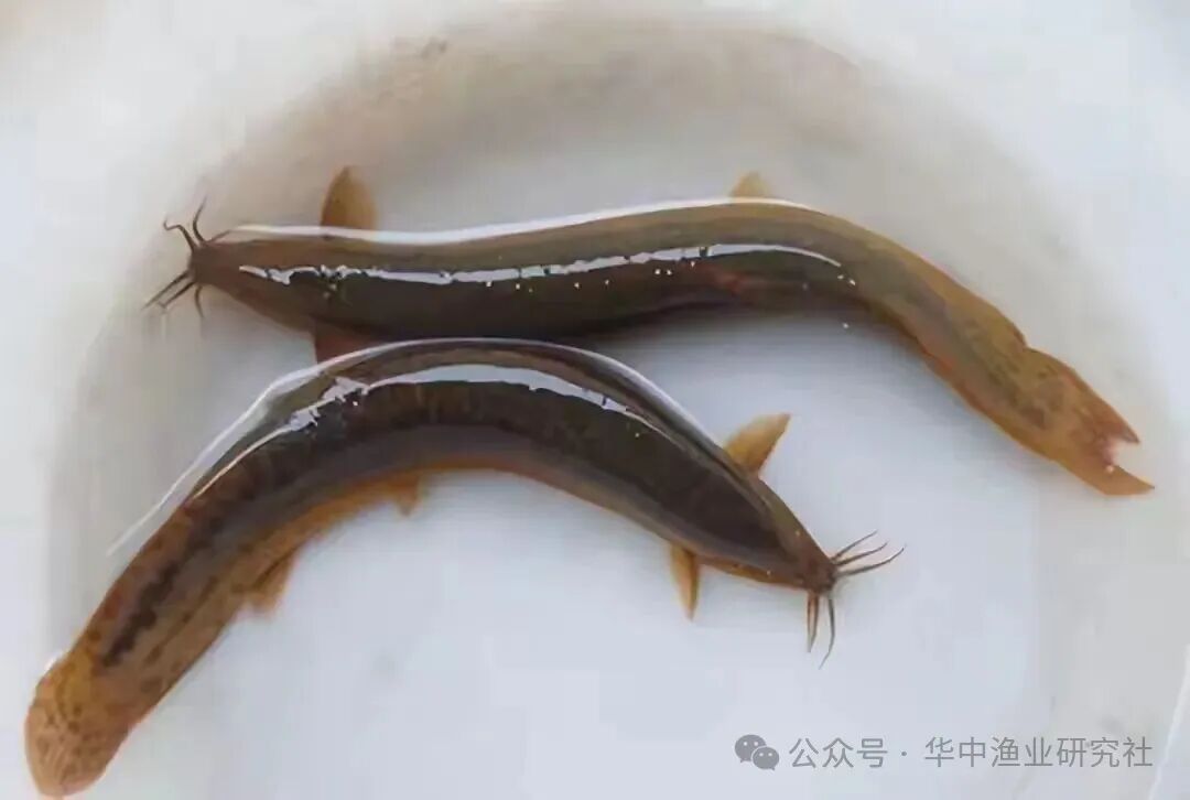 1768186302646124.jpg 1.jpg