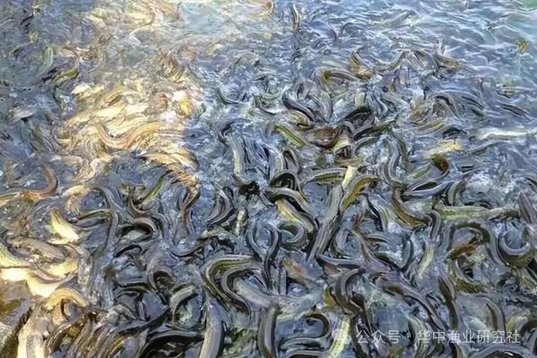 1768186320691242.jpg 2.jpg