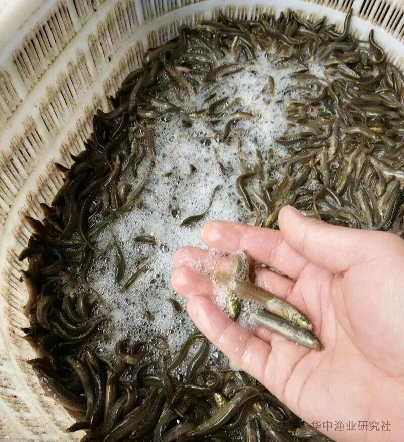 1768186335826098.jpg 3.jpg