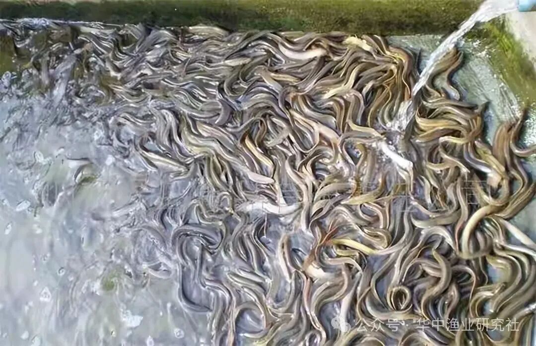 1768186355668746.jpg 4.jpg