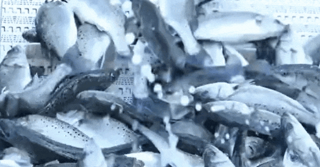 1768443781999657.jpg 28.jpg