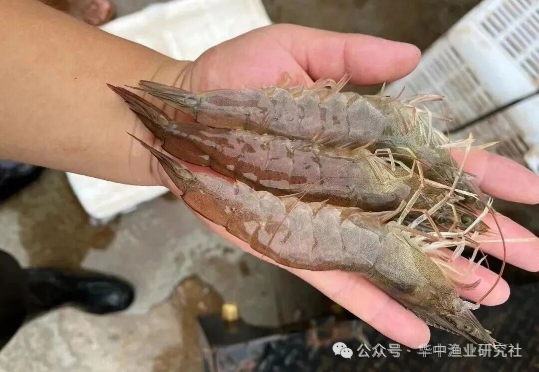 1768877721595552.jpg 1.jpg